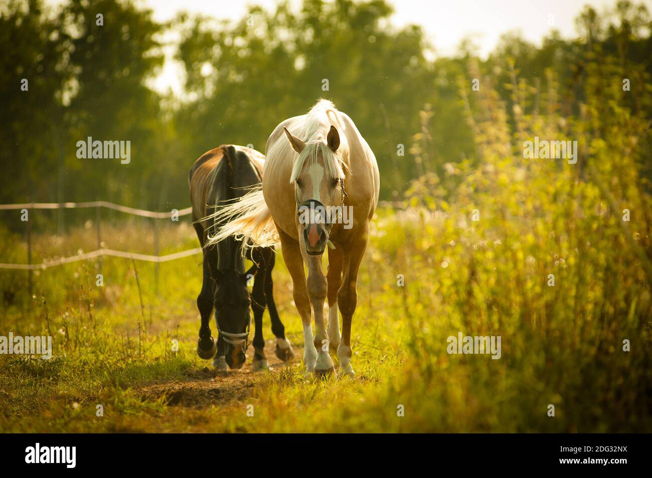 Pferde wandern im Paddock bei Sonnenuntergang Stockfoto