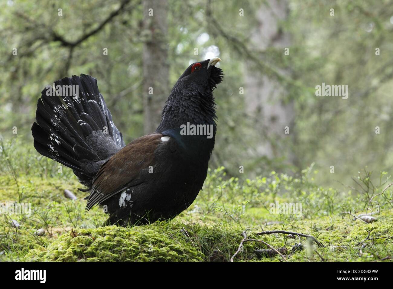 At-urogallus Stockfoto