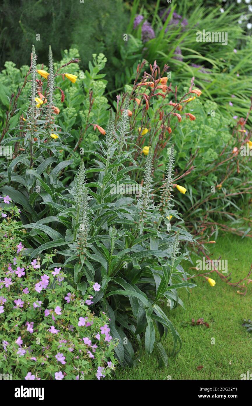 Kleinblühiger Fuchshandschuh (Digitalis parviflora) Und oenothera blühen in einer Blumengrenze in einem Garten Im Juli Stockfoto