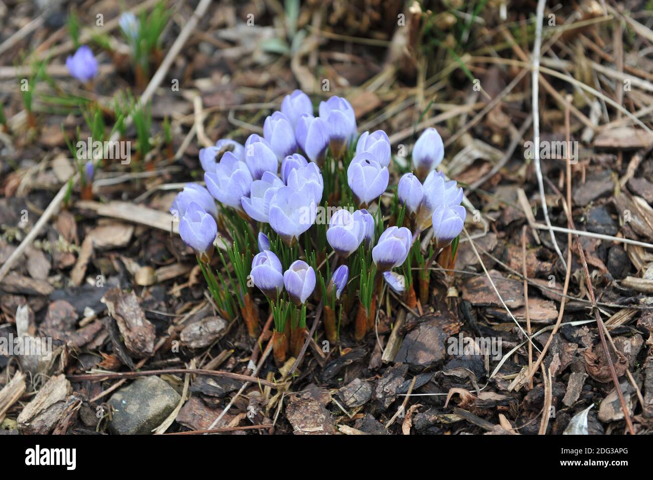 Crocus Blue Pearl blüht im März in einem Garten Stockfoto