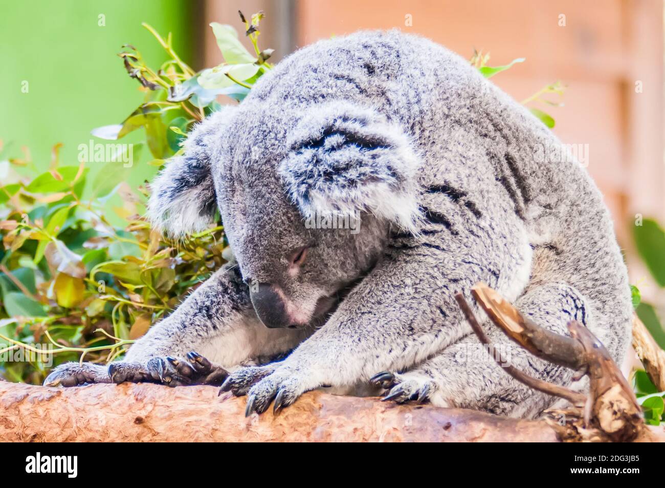 Liebenswert Koala Bär ein Nickerchen schlafen auf einem Baum Stockfoto