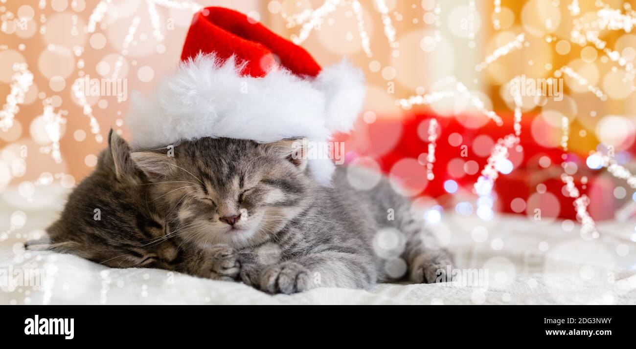 Cute tabby Kätzchen schlafen zusammen in weihnachtsmütze mit verwischen Schnee Lichter. Weihnachtsmann Hut auf hübsche Baby Katze. Weihnachtskatzen. Startseite Haustiere in Kostüm Stockfoto