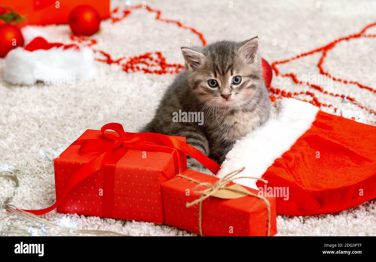 Cute tabby Kätzchen in der Nähe Weihnachten Weihnachtsmann Hut, Girlande Lichter, Weihnachtsgeschenke Dekor. Hübsche kleine Katze. Haustiere zu Hause im neuen Jahr Stockfoto