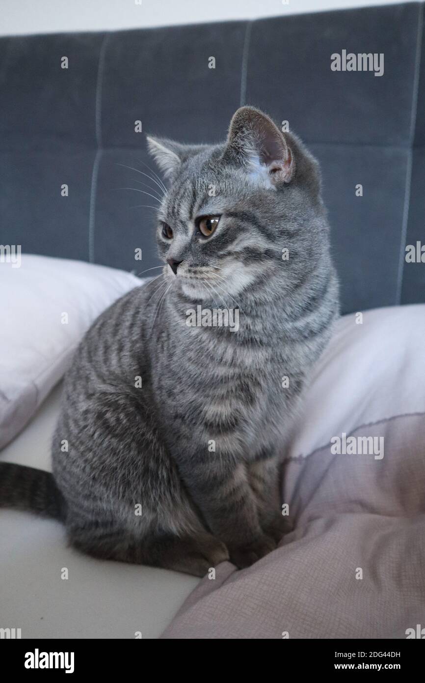 Junge grau gestreifte Katze mit braunen Augen und schönen Pelz sitzen bequem auf dem Bett im Schlafzimmer mit weißen Kissen. Stockfoto