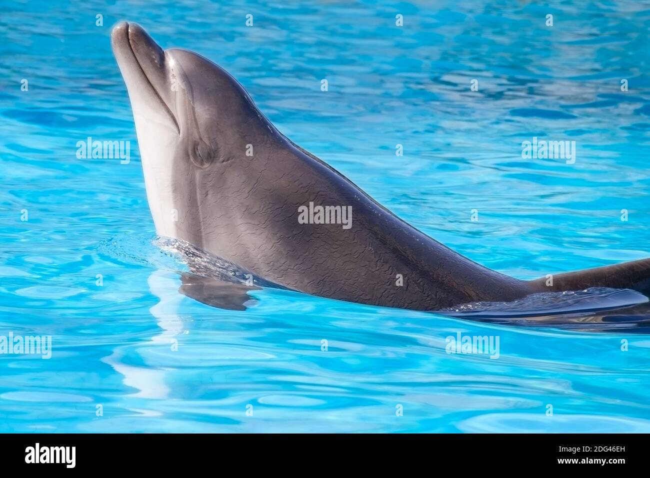 Wunderschöne Delphine schwimmen im Wasser Stockfoto