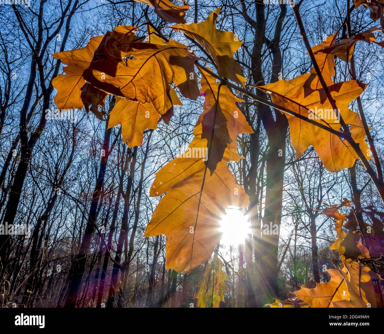 Letztere läßt Stockfoto