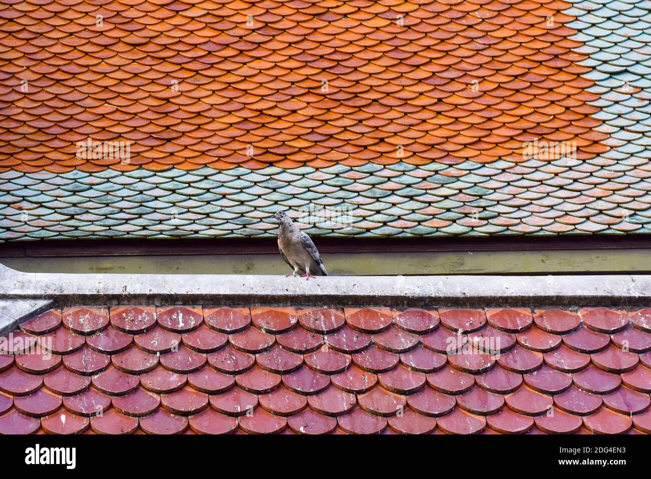 Taube auf dem Dach eines Tempels, Chiang Mai, Thailand Stockfoto