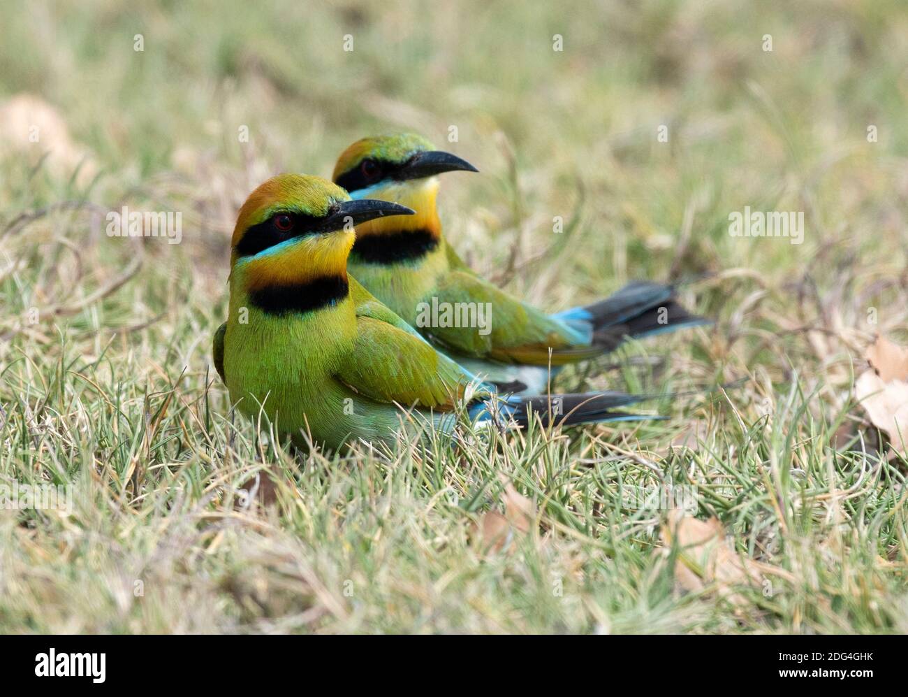 Regenbogenbienenfresser brüten auf dem Boden an der Nordküste von New South Wales. Stockfoto