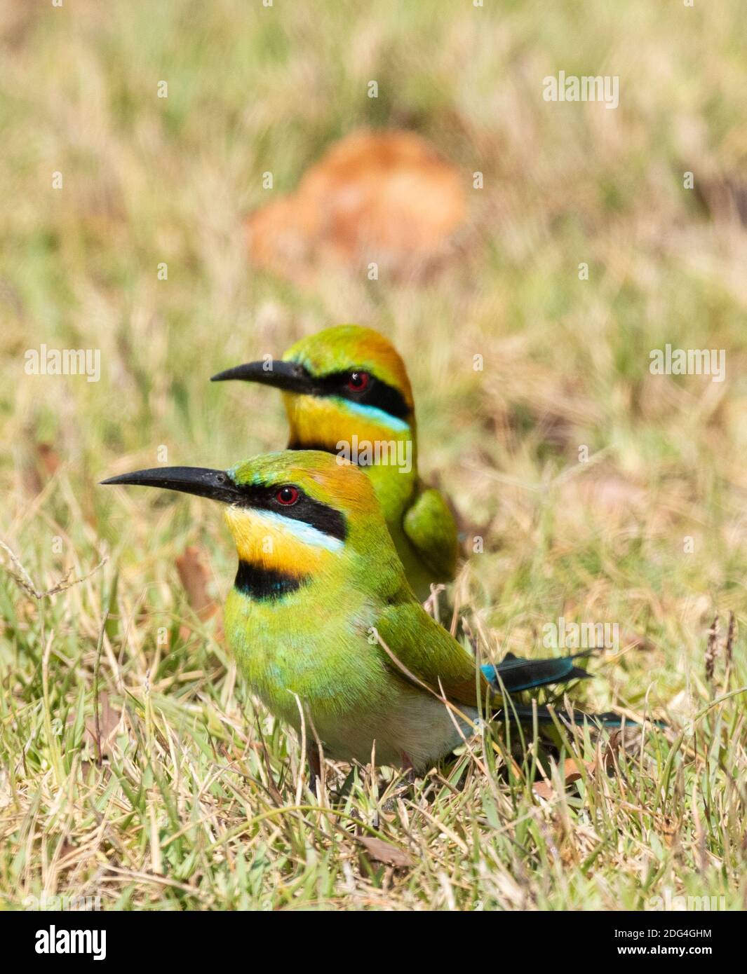 Regenbogenbienenfresser brüten auf dem Boden an der Nordküste von New South Wales. Stockfoto