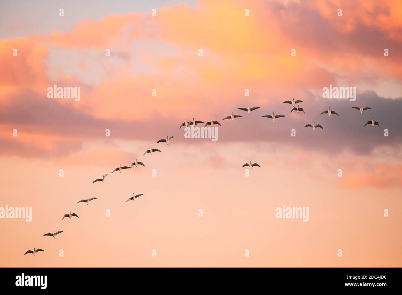 Schwarm Von Enten Fliegen In Sonnigen Sonnenuntergang Herbst Frühling Himmel Während Ihrer Migration. Veränderter Himmel Bei Sonnenaufgang Stockfoto