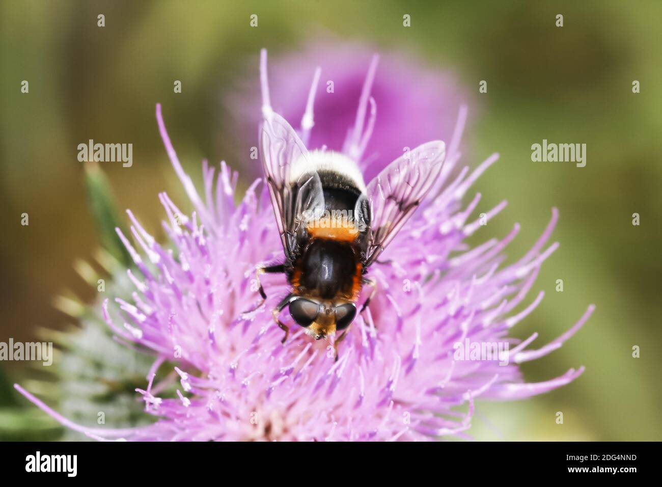 Volucella bombylans, Hoverfly auf Cirsium vulgare Stockfoto