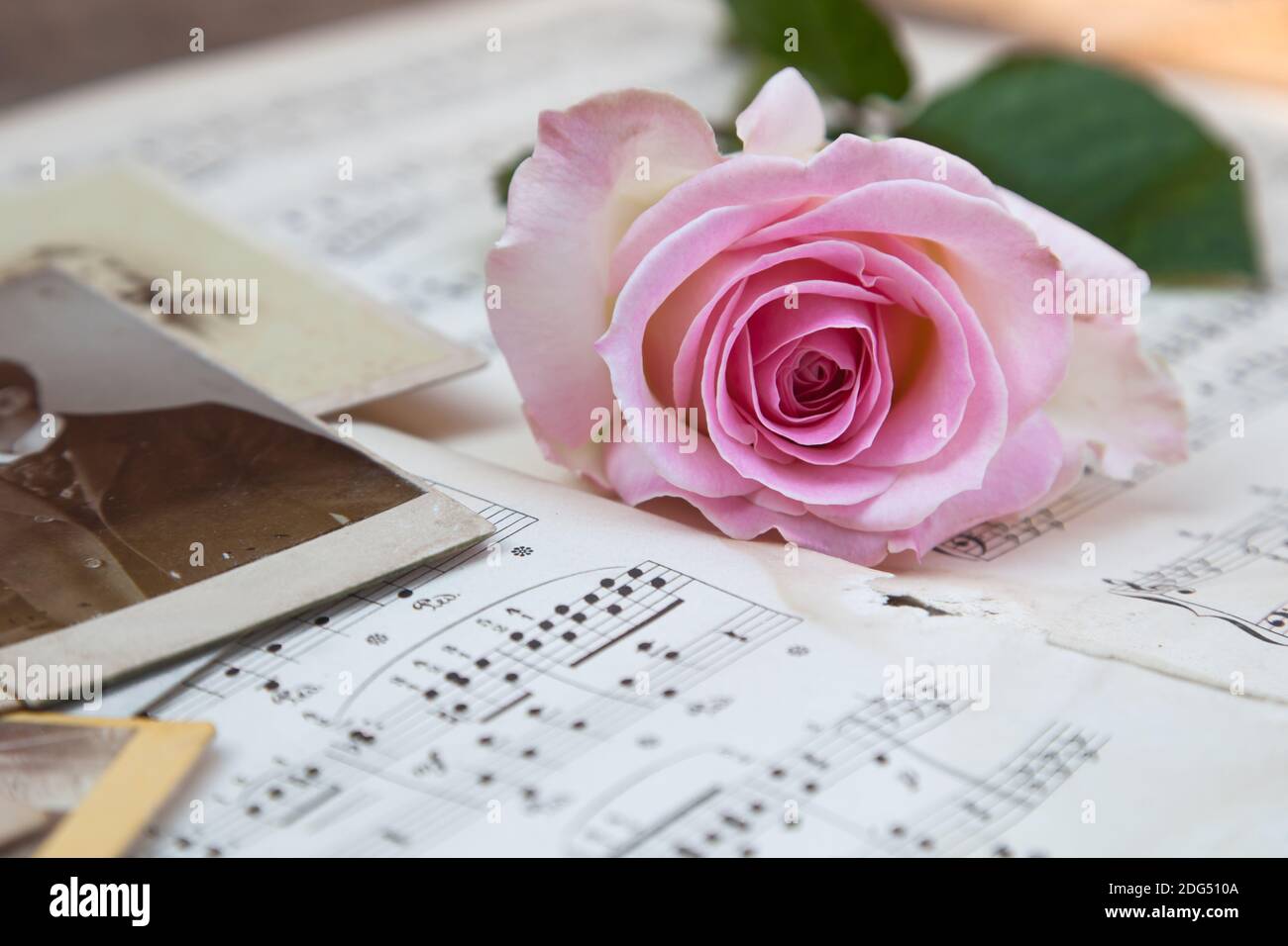 Rosa Rose mit alten Fotos auf Notenblättern Stockfoto