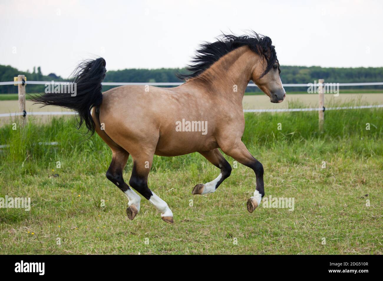 Das wunderschöne Welsh Cob Pony läuft über das Feld Stockfoto