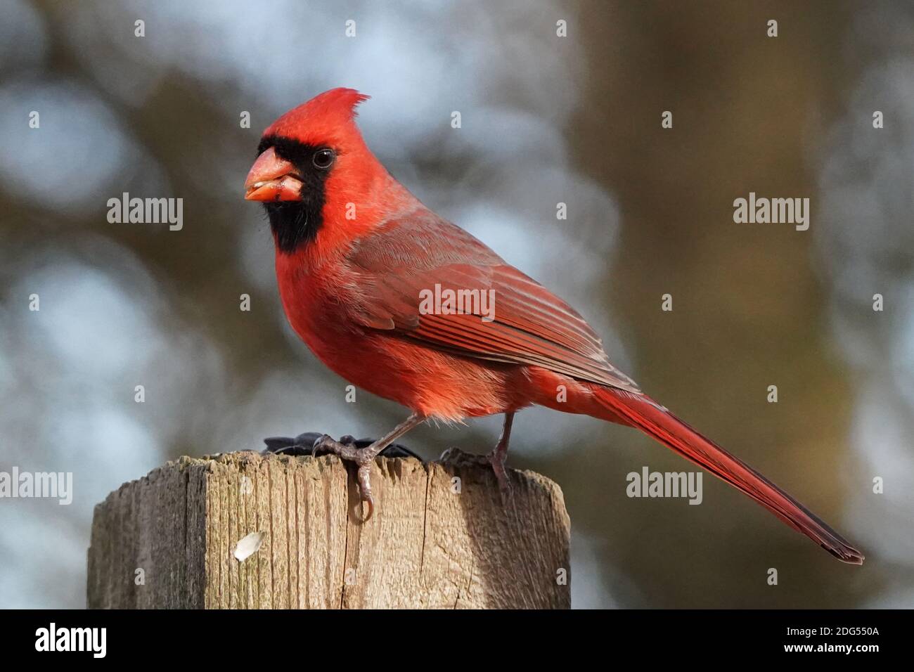 Jugendliche Kardinäle in Wäldern im Winter Stockfoto