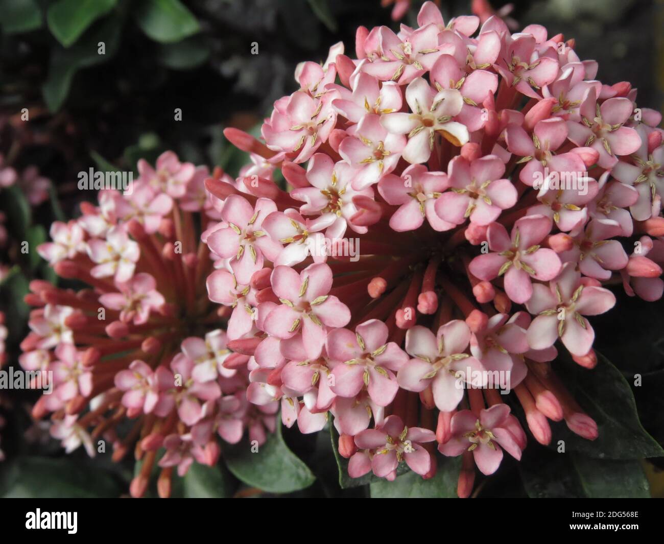 Ein selektiver Fokus Nahaufnahme von rosa Ixora Blumen in der Garten Stockfoto