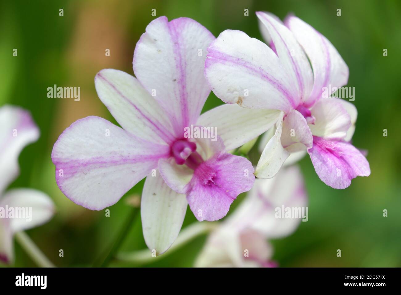 Nahaufnahme Bild von zwei Dendrobium Pop Eye Orchideen mit lila und weißen Farbkombination isoliert auf unscharfen Hintergrund, Orchidee Thema Tapete Stockfoto
