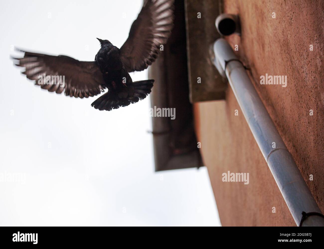 Fliegen in der Nähe des Gebäudes verbreiten Vogel mit breiten Flügelscharen Stockfoto
