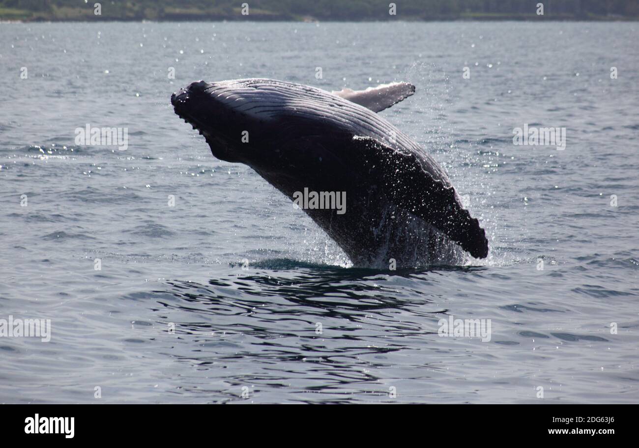 Walleben Stockfoto