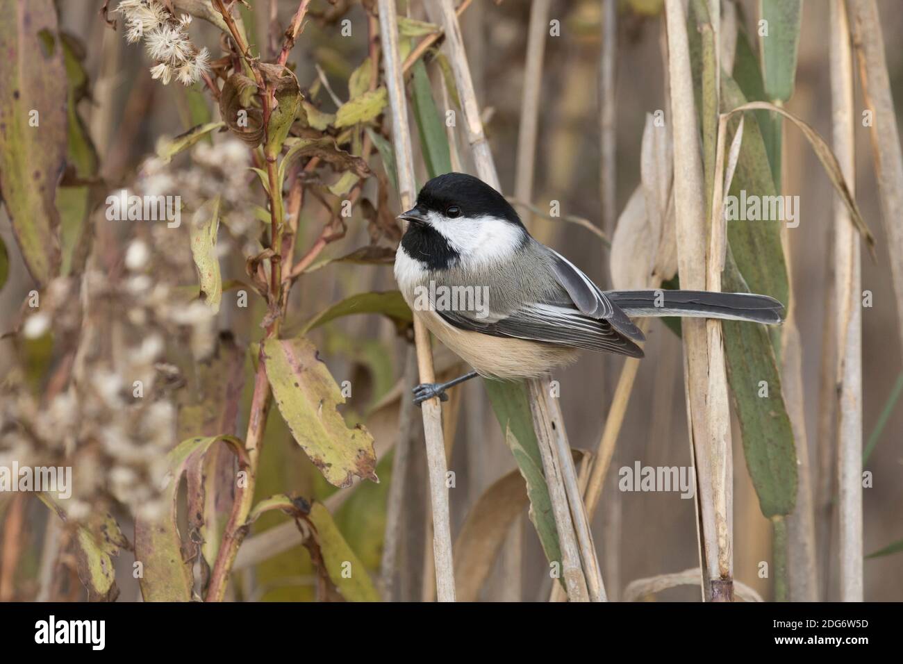 Black-capped Chickadee (Poecile atricapillus) in Phragmiten, Long Island, New York Stockfoto