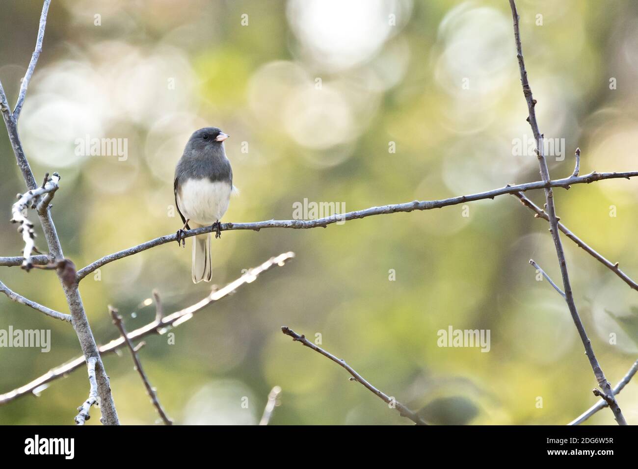 Dunkeläugiger Junco (Junco hyemalis), der auf einem Zweig in Long Island, New York, thront Stockfoto
