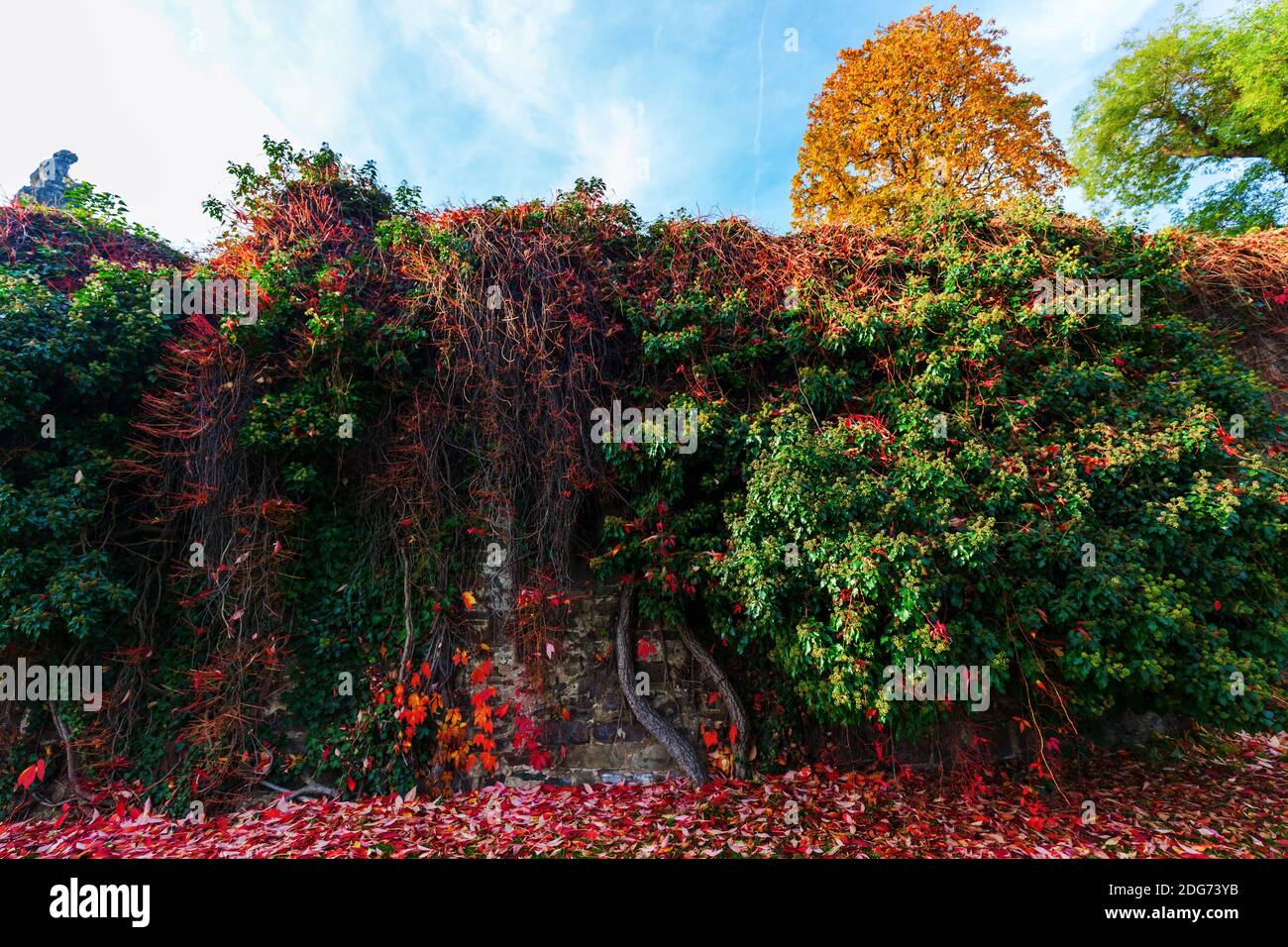 Herbstliche farbige Kletterpflanzen an einer Wand Stockfoto