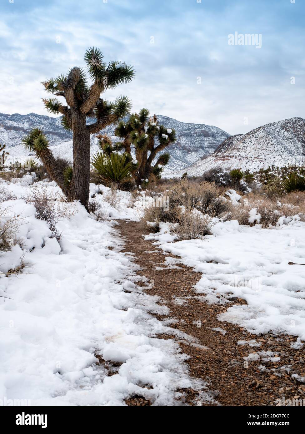 Schneebedeckter Wanderweg in der Wüste von Nevada mit Joshua-Bäumen Stockfoto
