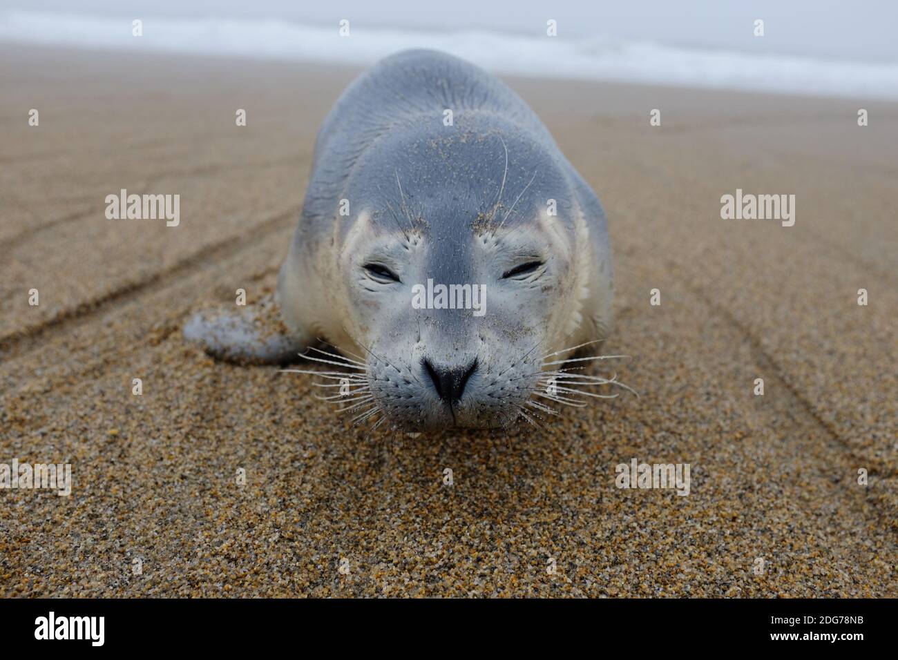 Hafen Seal Pup (Phoca vitulina) auf dem Strand Sand Stockfoto