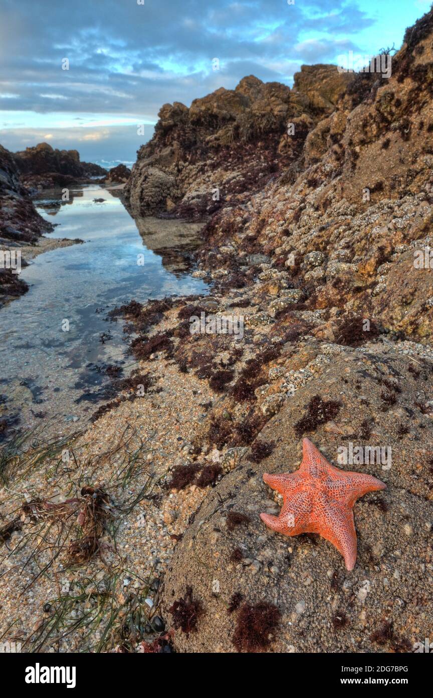 Monterey Sea Star Tidepool - Pisaster ochraceus Stockfoto