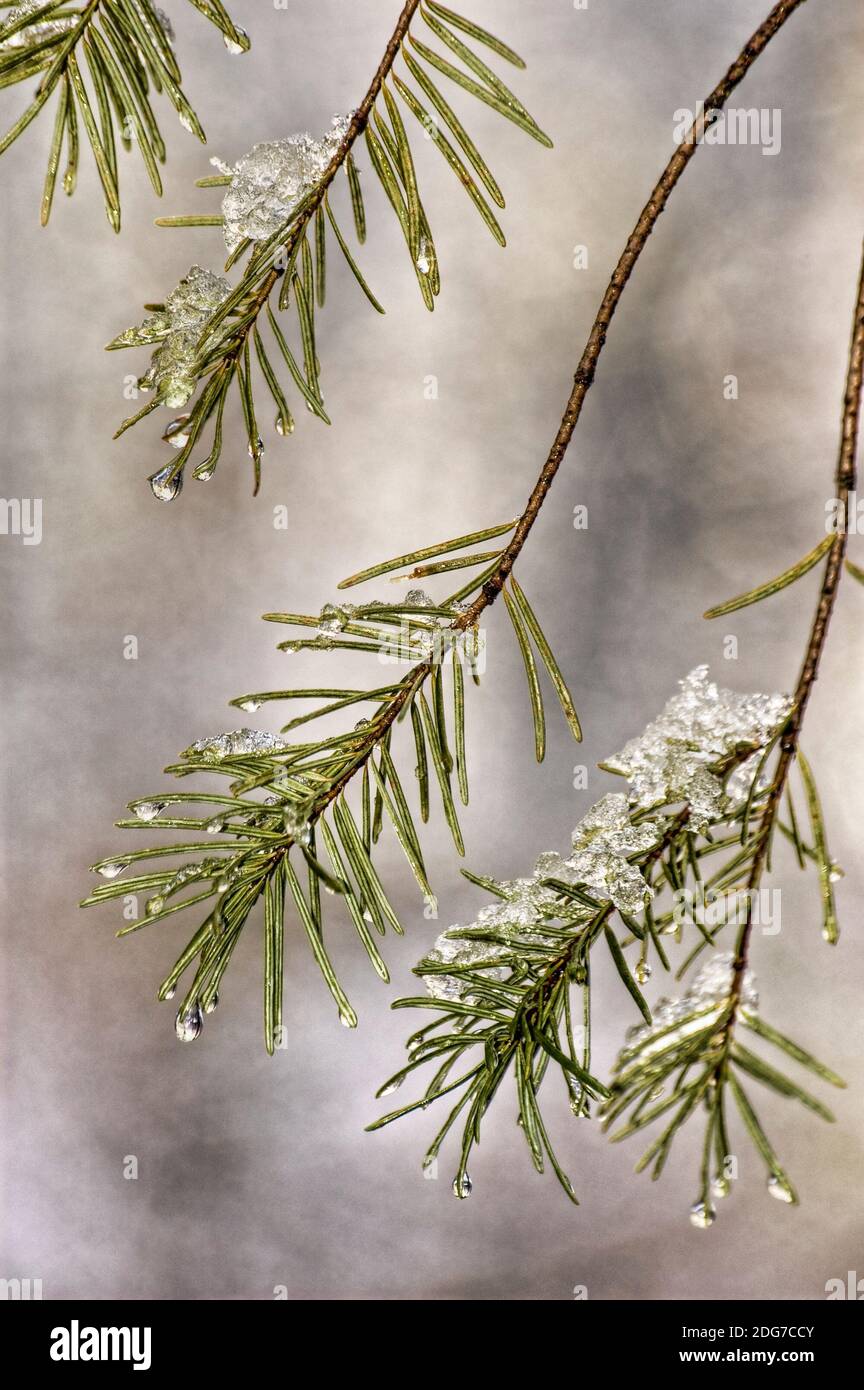 Schmelzender Schnee auf Pine Needles im Yosemite National Park Stockfoto