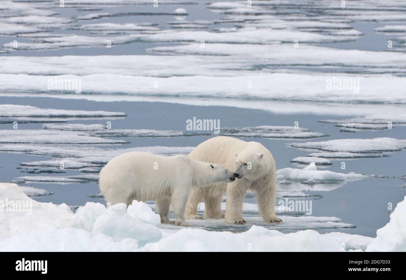 Zwei Eisbären auf Eis, Spitzbergen, Norwegen Stockfoto