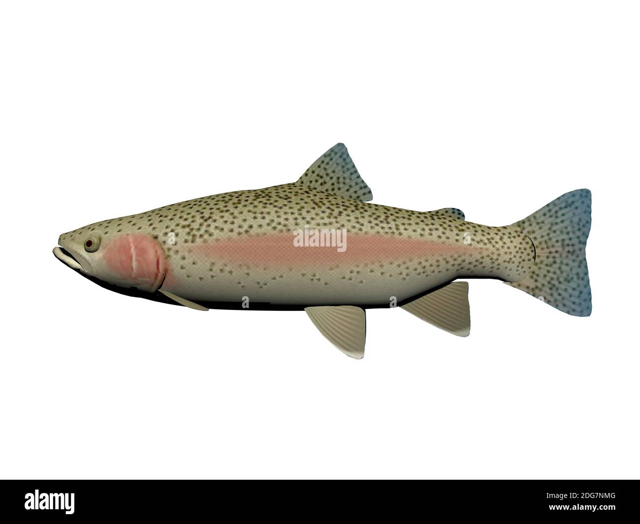 Steelhead Fish - 3d Render Stockfoto