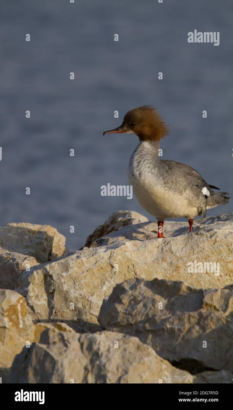 Weibliche Gänseschleifer grau und braun Stockfoto