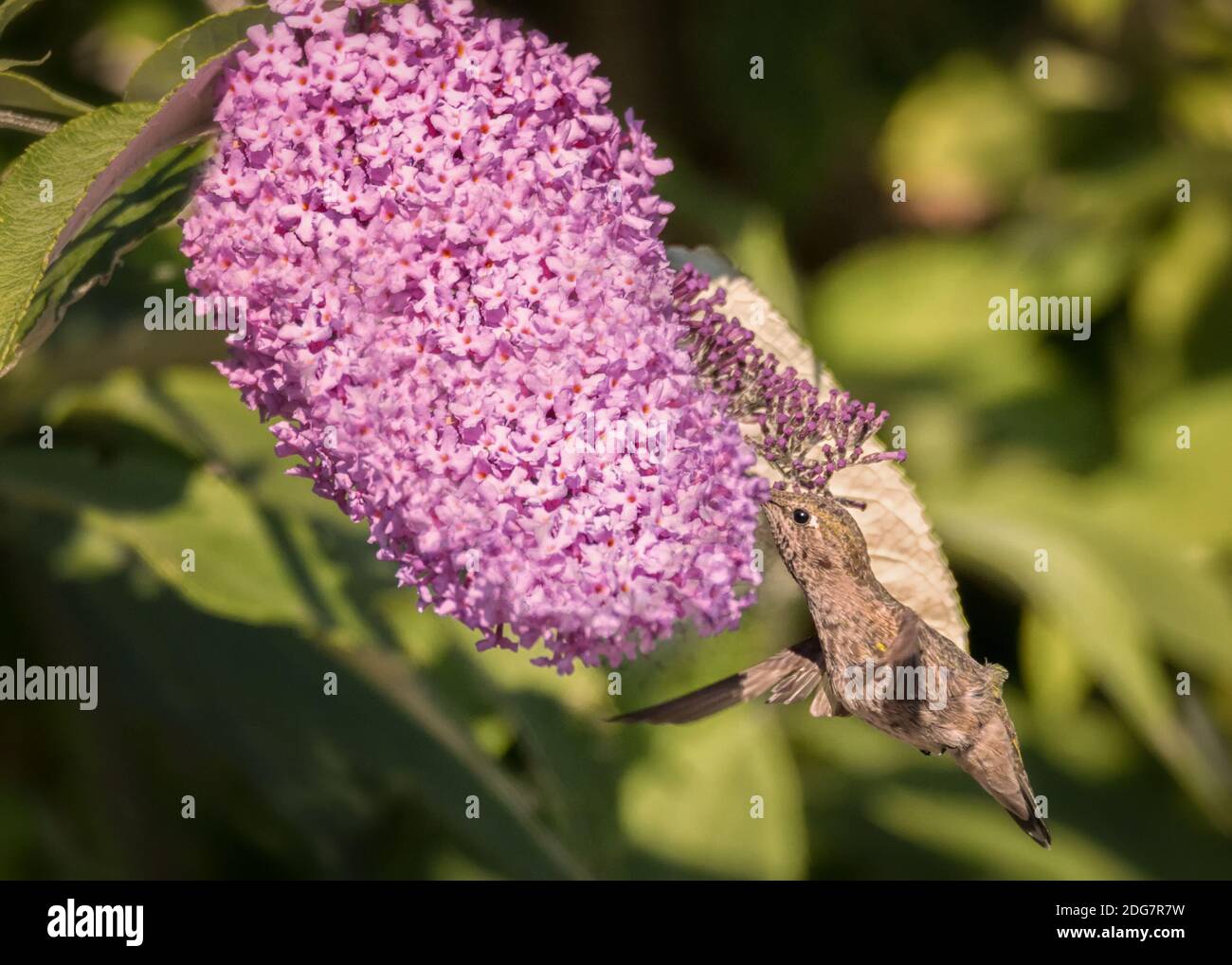 Annas Kolibri im Flug mit violetten Blumen Stockfoto