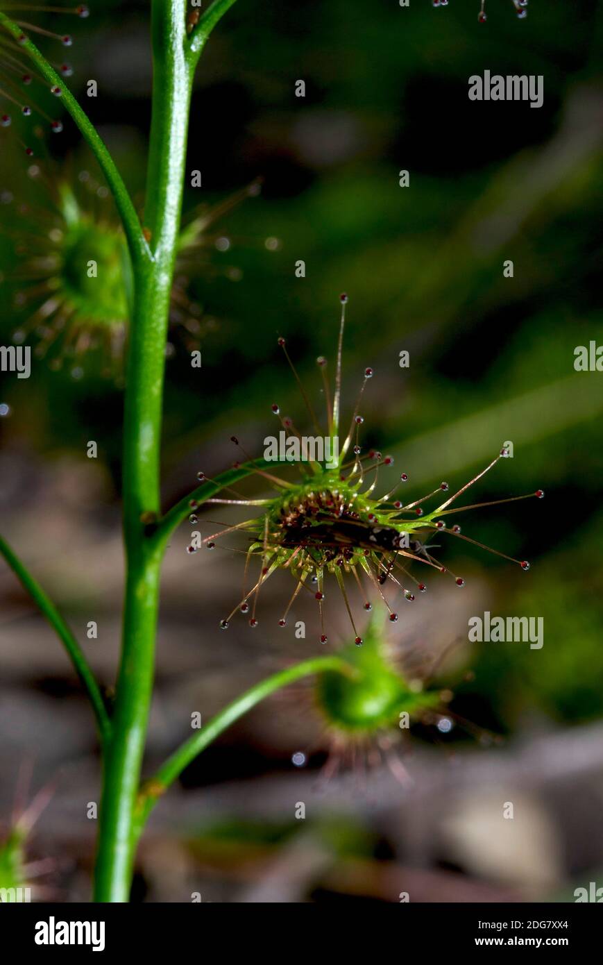 Ein ahnungsloser Insekt ist dabei, eine Mahlzeit für diesen Ohrensundau (Drosera Auriculata), eine sehr häufige australische Insektenfresser, zu werden. Stockfoto