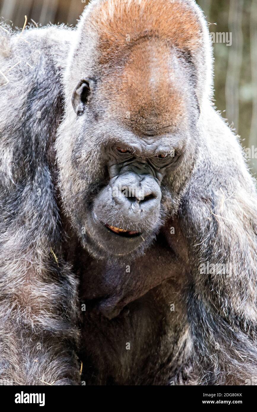 Silber zurück Gorilla suchen wachsam und bedrohlich gegen eine natürliche Hintergrund Stockfoto
