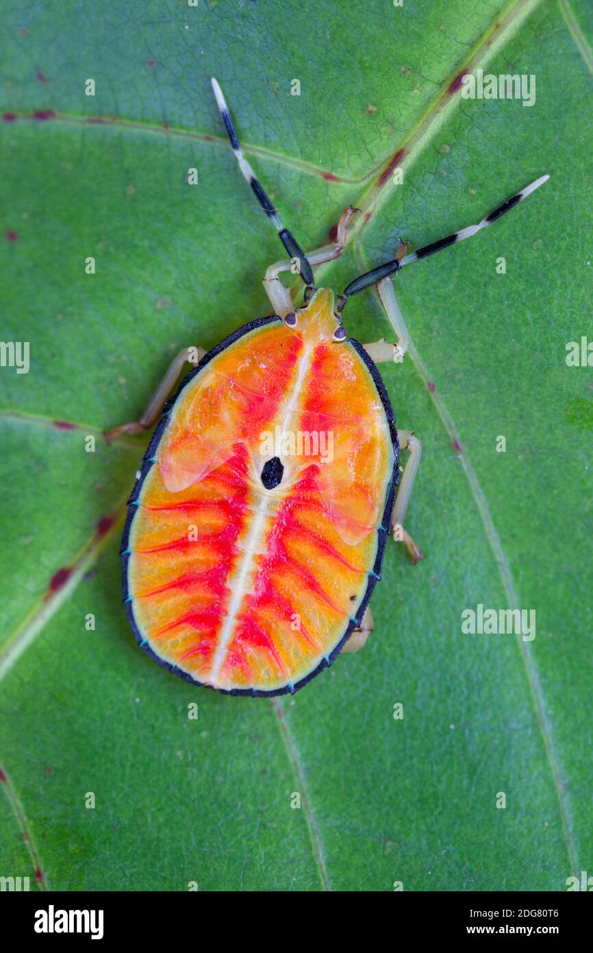 Bronze Orange Bug (Musgraveia sulcienventris) 4. Instar - ein stinkende Bug. Dezember 2020. Diwan. Queensland. Australien. Stockfoto