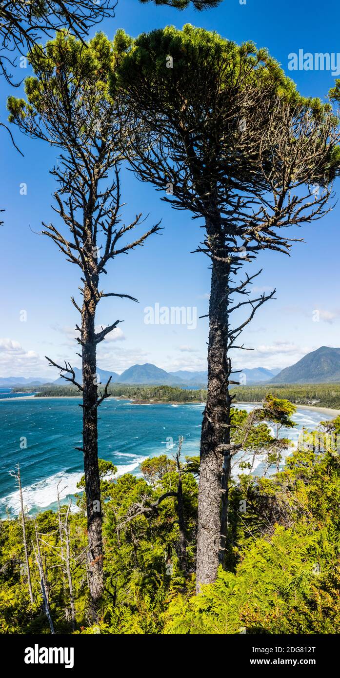 Blick auf Cox Bay Beach, Tofino, BC, Kanada. Stockfoto