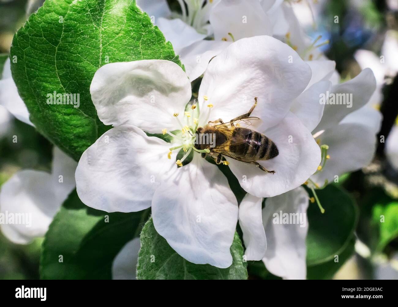 Auf den Blumen von Apple Biene sammelt Nektar. Stockfoto