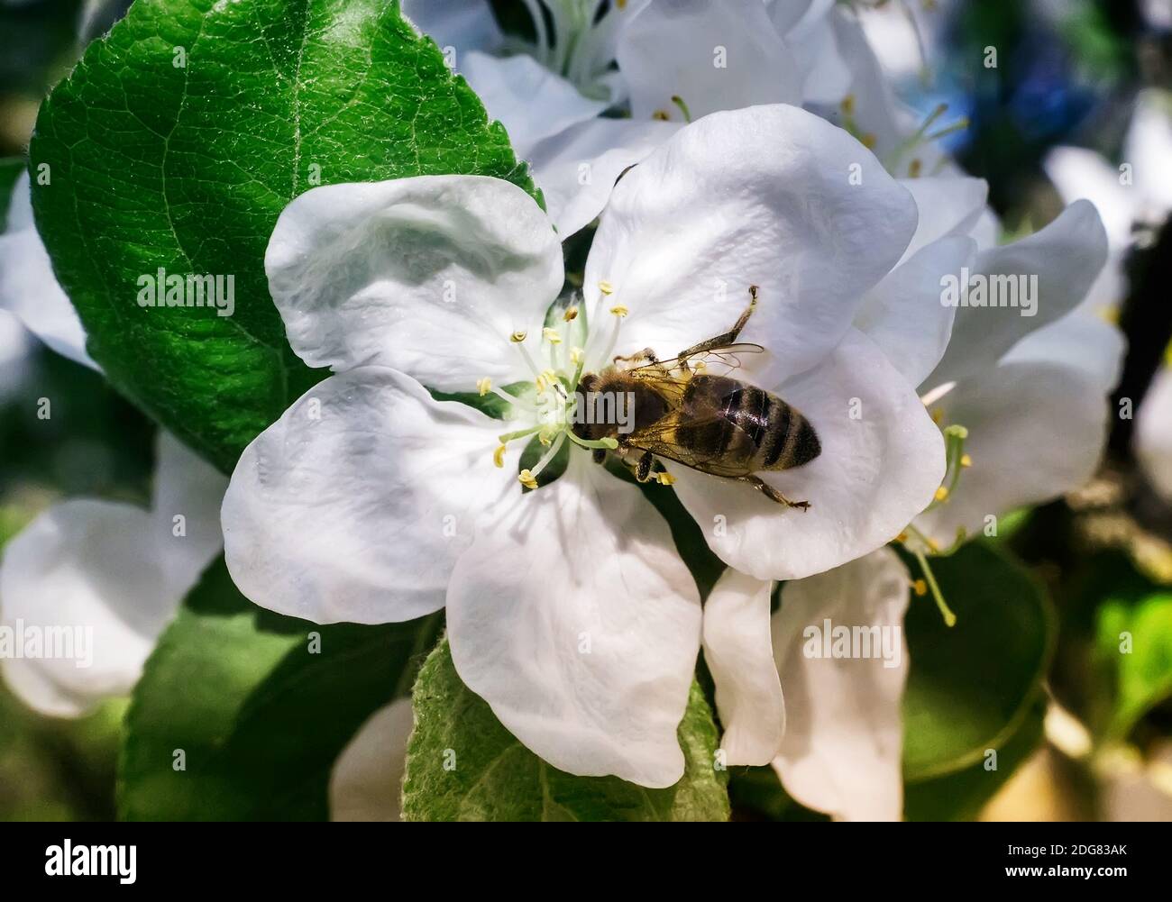 Auf den Blumen von Apple Biene sammelt Nektar. Stockfoto