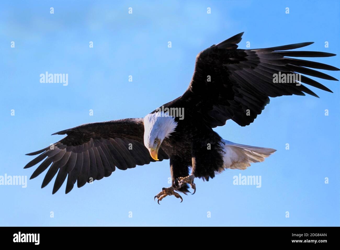 Weißkopfadler im Flug am blauen Himmel, die Krallen ausgestreckt, bereit, seine Beute zu fangen. Stockfoto