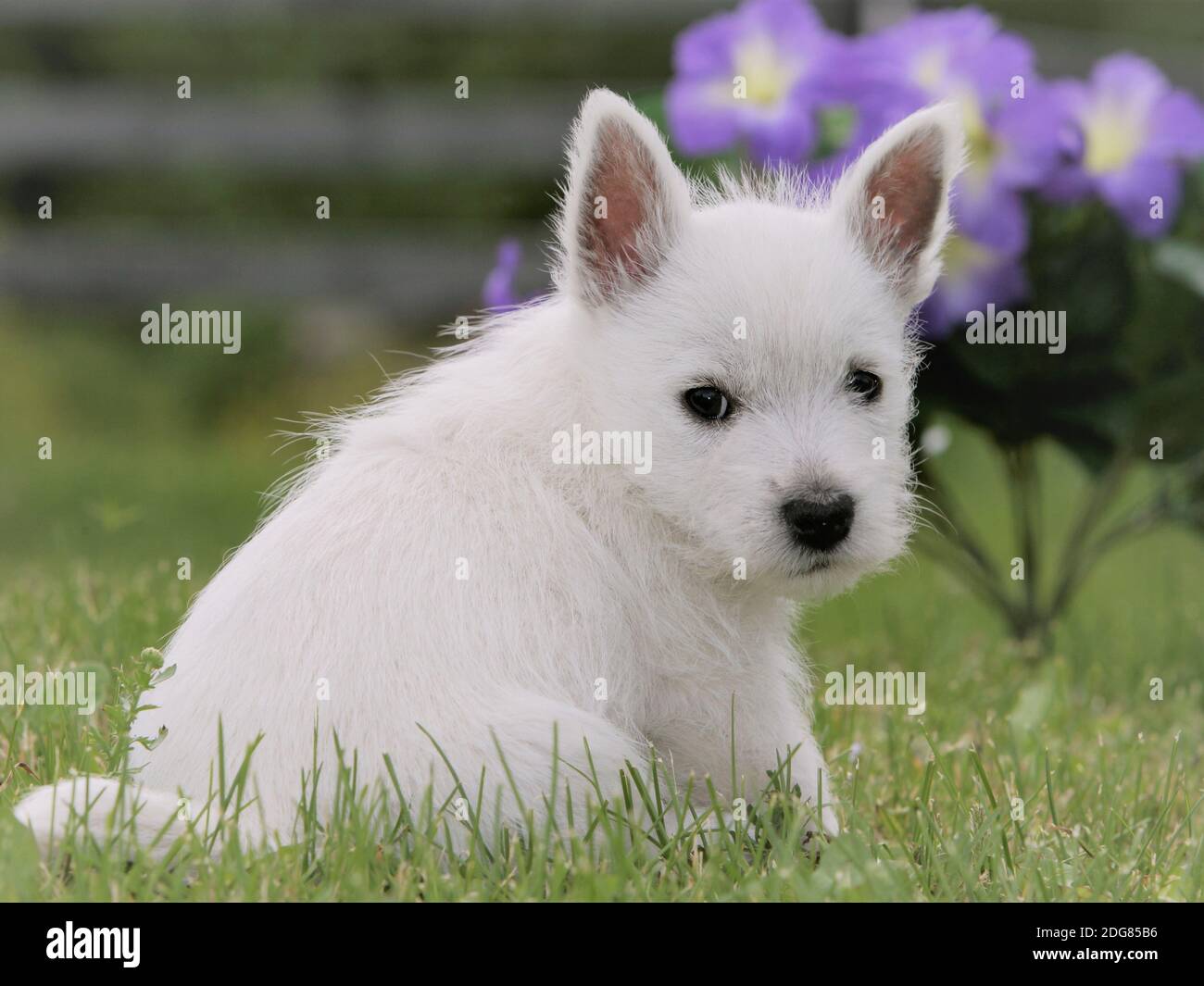 West Highland White Terrier Welpe, 8 Wochen alt, sitzt im Gras von rosa Blumen, suchen. Stockfoto