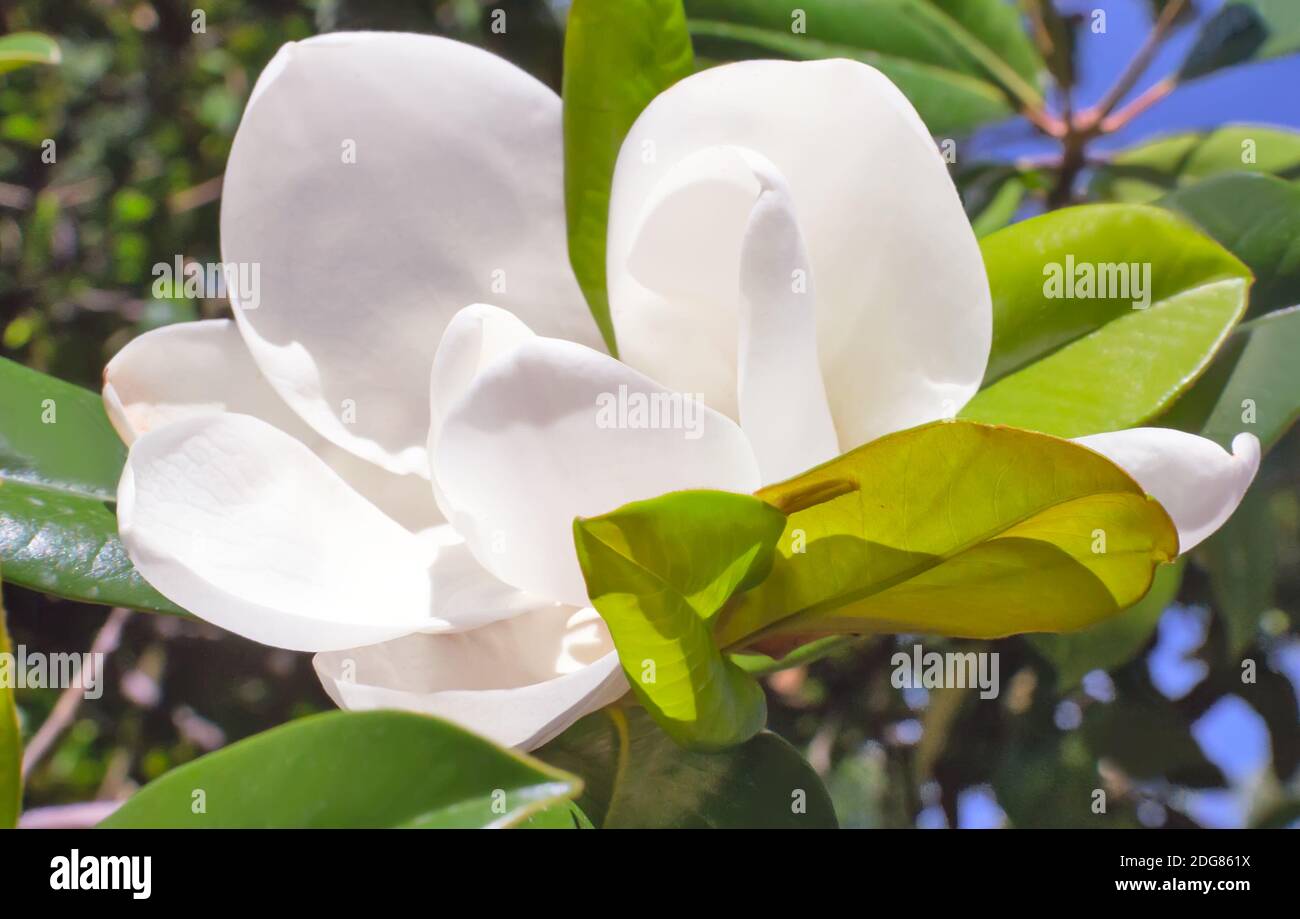 Magnolie Blume auf einem Hintergrund von grünen Blättern. Stockfoto