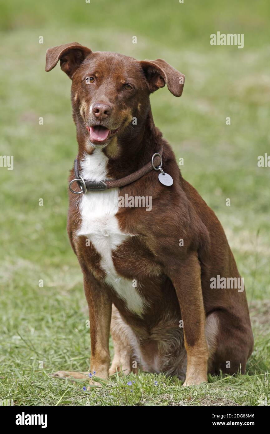 Hund auf der Wiese Stockfoto