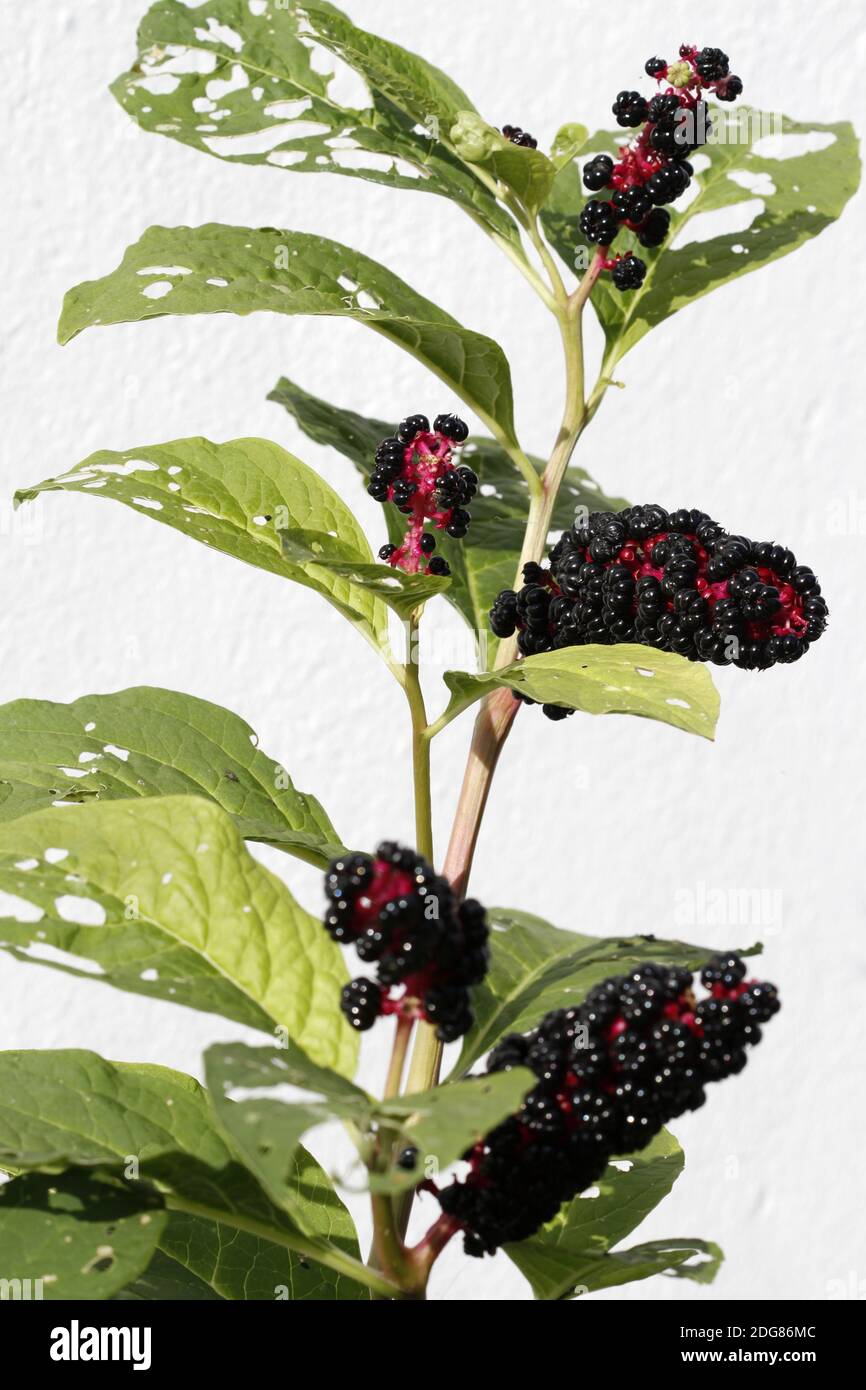 Kermesbeeren Stockfoto