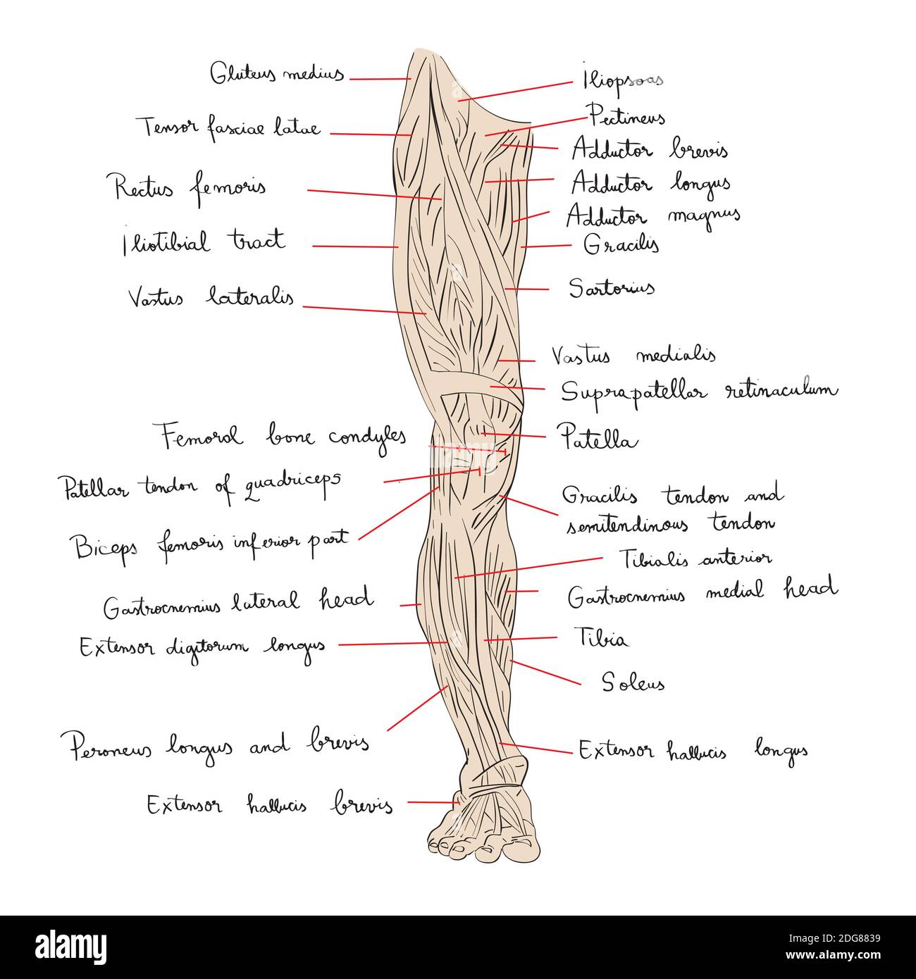 Beinmuskeln Vorderfarbe Stockfoto