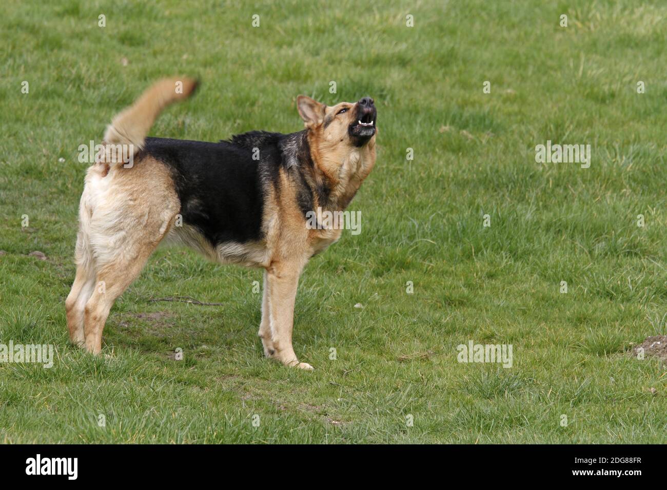 Schäferhund-Mischling zeigt die Zähne Stockfoto