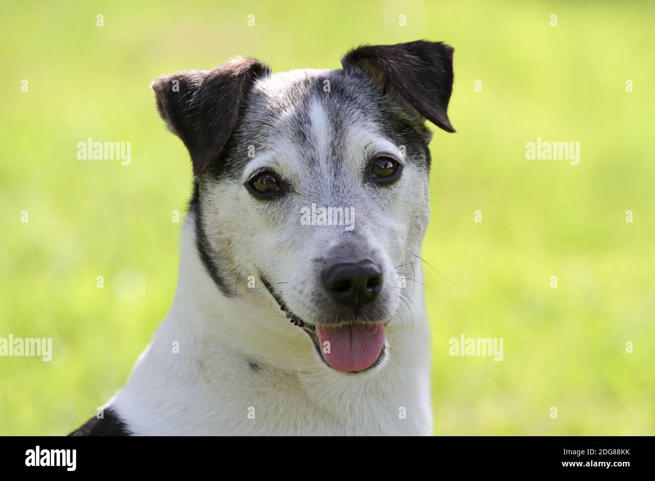 Hundeopa Stockfoto