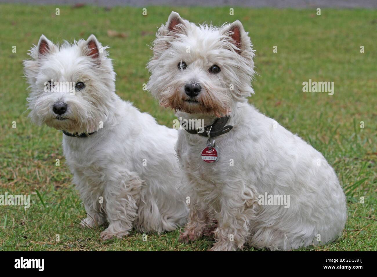 West Highland White Terrier Stockfoto