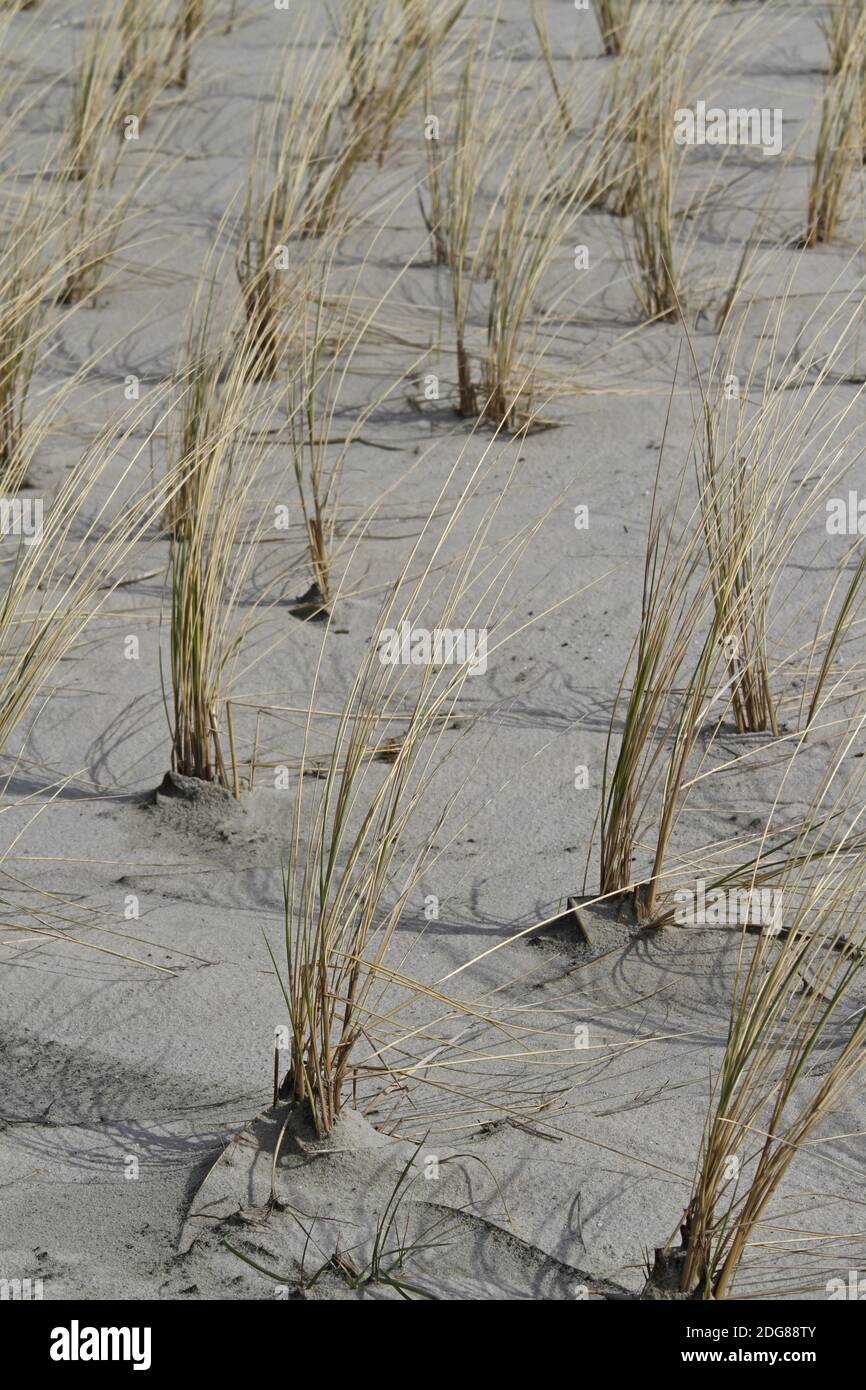 Ammophila Stockfoto