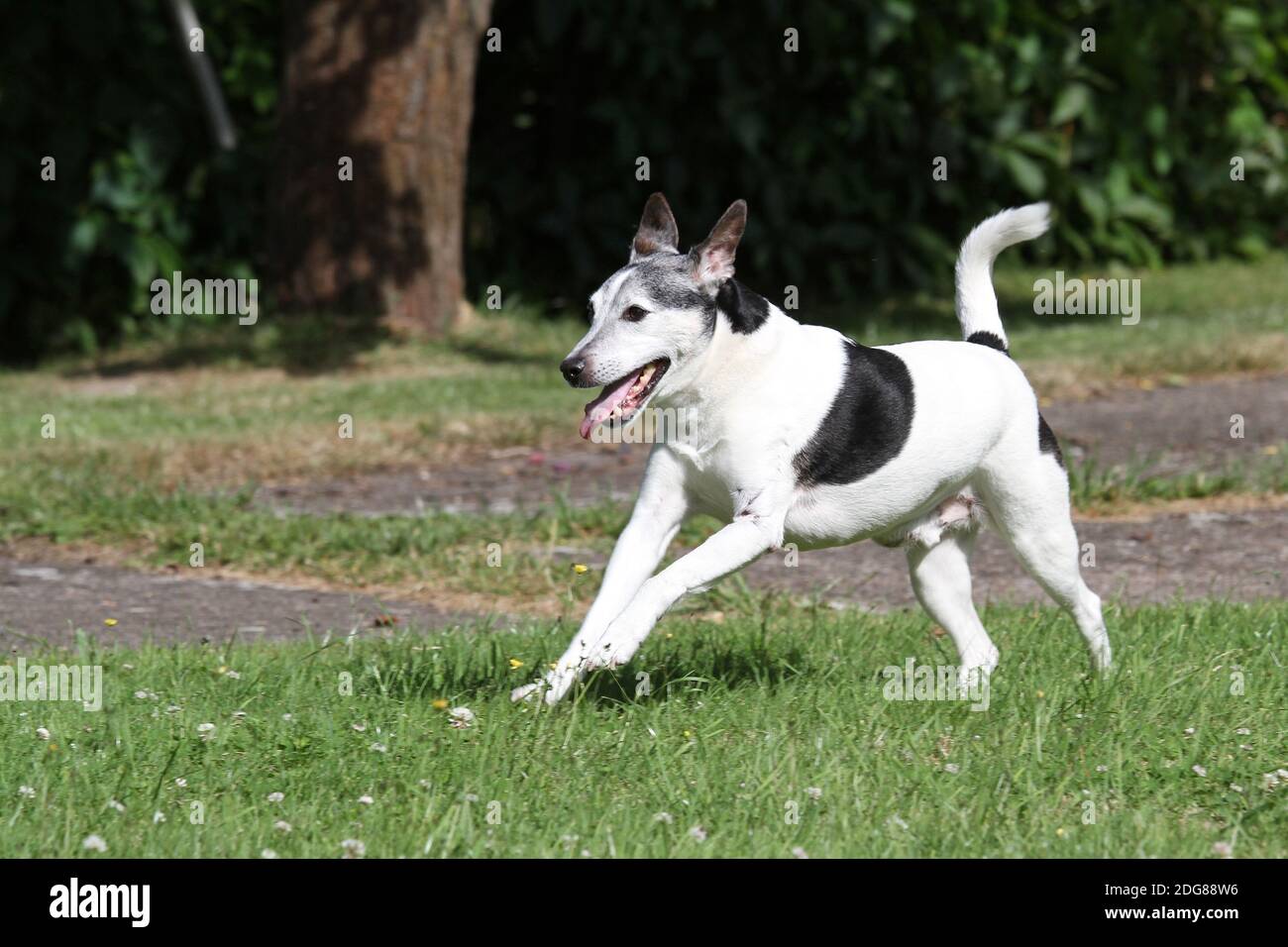 Alter Hund Stockfoto